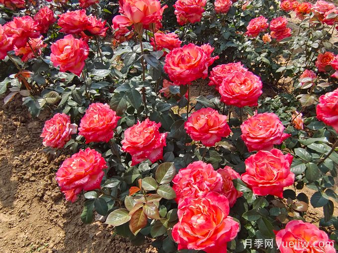 怎樣才能使月季花繁葉茂、株形美觀？(圖1)