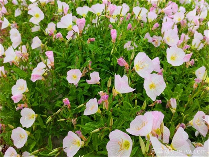 夏天在晚上開花的有哪些花？(圖1)