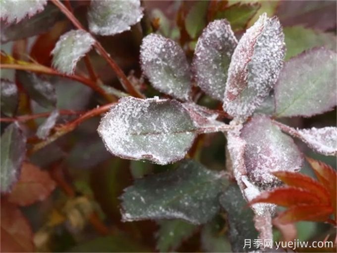 月季花白粉病怎樣產(chǎn)生的？如何防治白粉病(圖2)