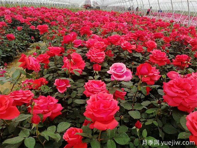 花友月季養(yǎng)護(hù)，推薦用有機(jī)肥還是無機(jī)肥？(圖1)