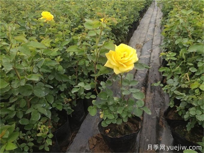 網(wǎng)購(gòu)月季小苗，需要剪掉花苞嗎？(圖1)