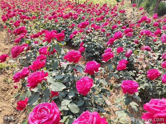 北方地區(qū)如何讓工程月季早春開花？(圖1)