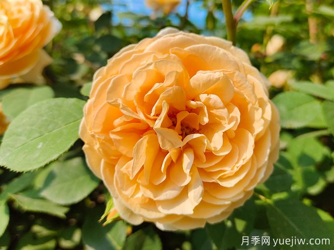月季薔薇玫瑰，怎樣辨認(rèn)薔薇三姐妹？(圖1)