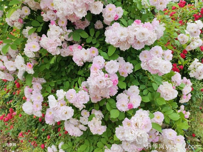 月季薔薇玫瑰，怎樣辨認(rèn)薔薇三姐妹？(圖2)