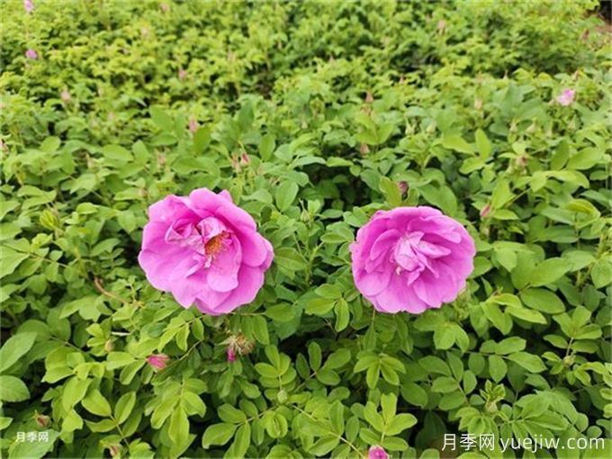 南陽月季繁育基地教你輕松辨別月季、玫瑰和薔薇(圖2)