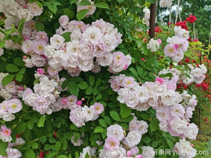 薔薇花夏季養(yǎng)護(hù)辦法(圖1)