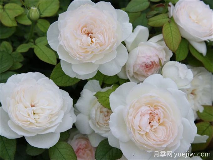 推薦11種白色系月季品種，花朵優(yōu)雅純潔(圖3)
