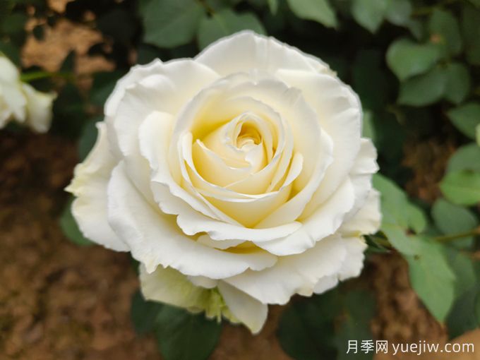 推薦11種白色系月季品種，花朵優(yōu)雅純潔(圖1)