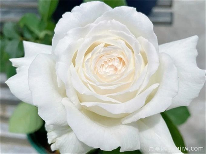 推薦11種白色系月季品種，花朵優(yōu)雅純潔(圖4)