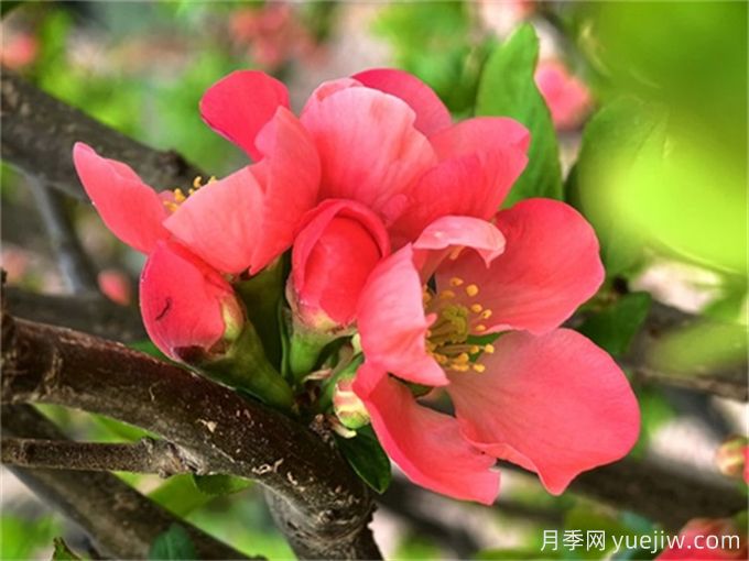 貼梗海棠養(yǎng)護(hù)常識(shí)(圖1)
