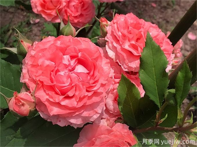 珊瑚果凍月季，花量大花期長，抗性強耐修剪(圖1)