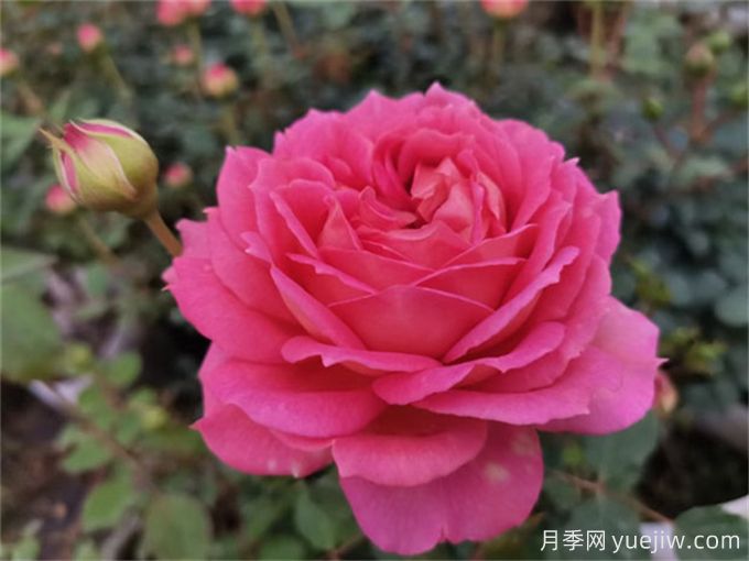 銀禧慶典月季，又美又香，經(jīng)典大花耐寒耐旱(圖2)