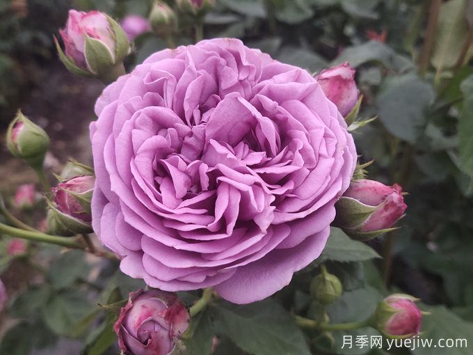 10種常見(jiàn)的紫色花卉植物(圖1)