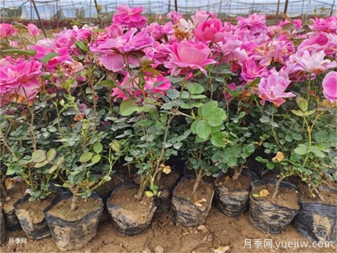 植物花卉的繁殖有幾種方式？家庭養(yǎng)花該如何選擇？(圖1)