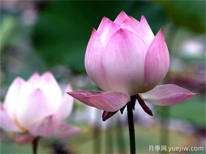 夏季有哪些可以種的水生植物？(圖1)