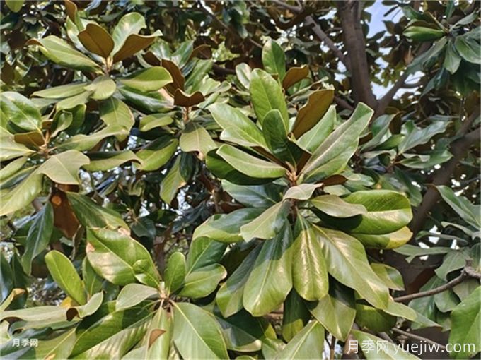 一年四季不落葉的樹(shù)有哪些？(圖1)