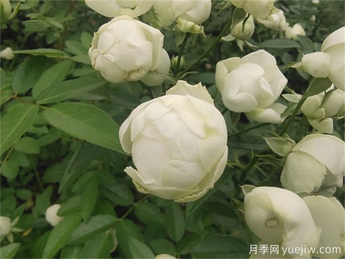 推薦12個(gè)超級(jí)微型月季品種，個(gè)個(gè)都是開花機(jī)器(圖4)