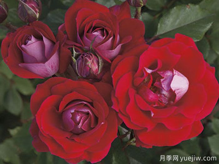 輕松月季/別緊張?jiān)录?圖3) 輕松月季/別緊張?jiān)录?圖3)