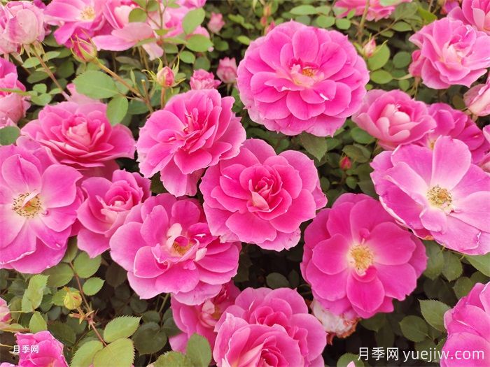 逃離月季坑的理由是什么,你也是因?yàn)樗幑拮訂幔?圖1) 逃離月季坑的理由是什么,你也是因?yàn)樗幑拮訂幔?圖1)