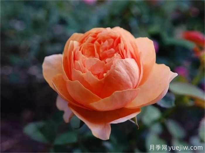 一見(jiàn)傾心的10種橙色系月季品種推薦，你養(yǎng)過(guò)幾個(gè)？(圖2)