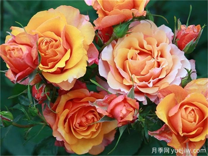 一見(jiàn)傾心的10種橙色系月季品種推薦，你養(yǎng)過(guò)幾個(gè)？(圖3)