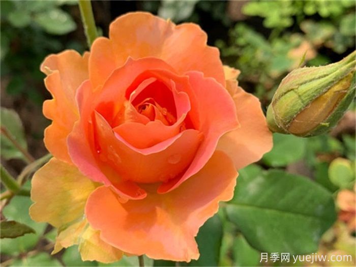 一見(jiàn)傾心的10種橙色系月季品種推薦，你養(yǎng)過(guò)幾個(gè)？(圖7)