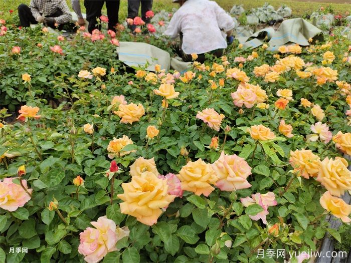 如何搭配花卉和地被植物來營造豐富的景觀效果？(圖1)