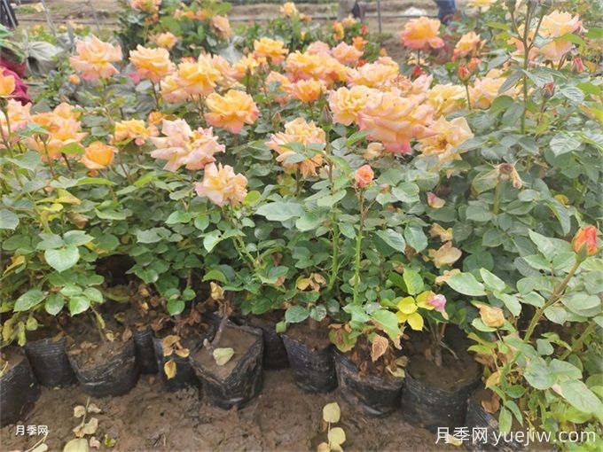 夏季管理盆花月季注意哪些？月季花有哪三大作用？(圖1)