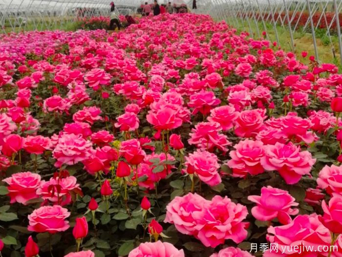 讓月季花開滿園？通過四大關鍵步驟(圖1)