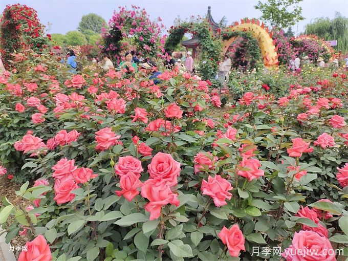 讓月季花開滿園？通過四大關鍵步驟(圖2)