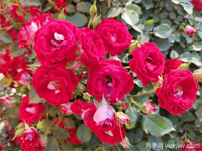 9月初月季養(yǎng)護辦法，讓秋花和春花一樣燦爛綻放(圖3)