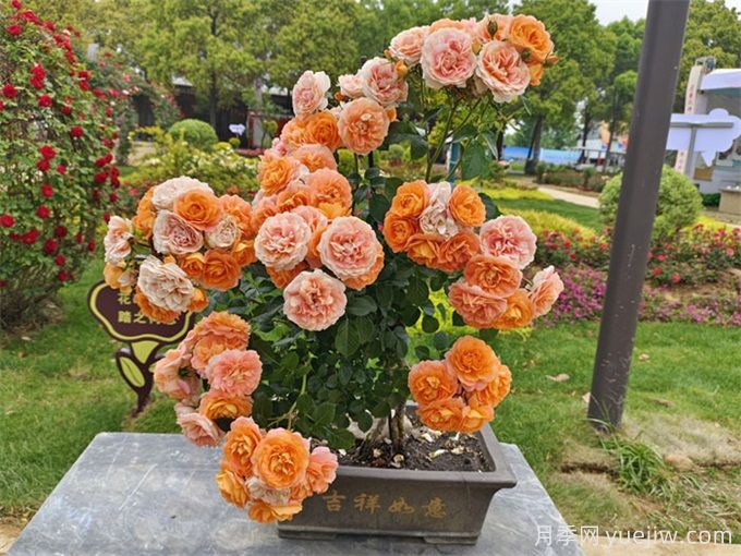 陽臺養(yǎng)果汁陽臺月季辦法，分享種植心得(圖3)