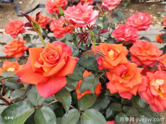 月季花的種類有很多，怎么區(qū)分你知道嗎？(圖1)