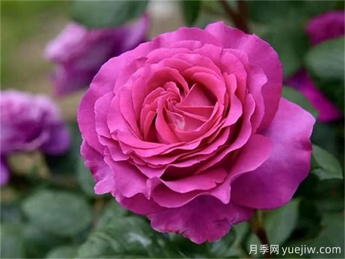 分享15種超香月季品種，香味控花友必備(圖4)