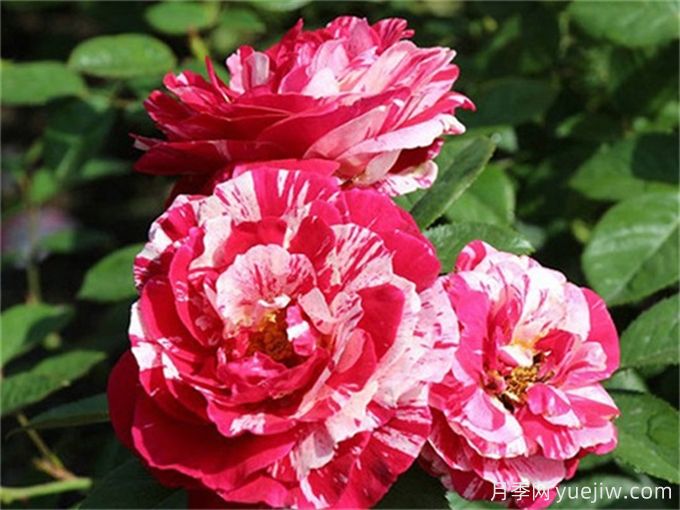 分享15種超香月季品種，香味控花友必備(圖5)