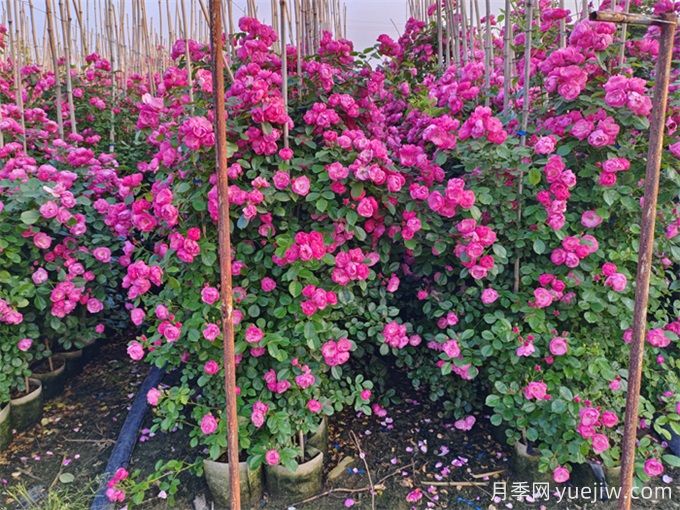 綠籬綠化在園林景觀中的類(lèi)型和綠化植物配置(圖1)