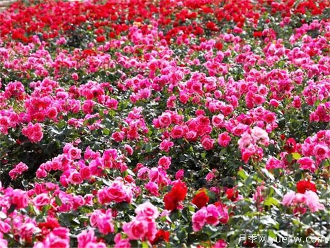 綠籬綠化在園林景觀中的類(lèi)型和綠化植物配置(圖2)