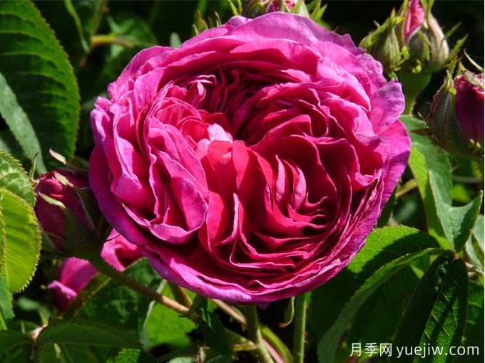 紫色系藤本月季品種都有哪些？推薦8個優(yōu)秀品種(圖4)