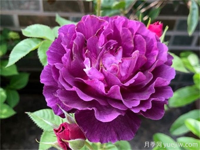 推薦10款高顏值紫色系月季，美艷不可方物(圖6)