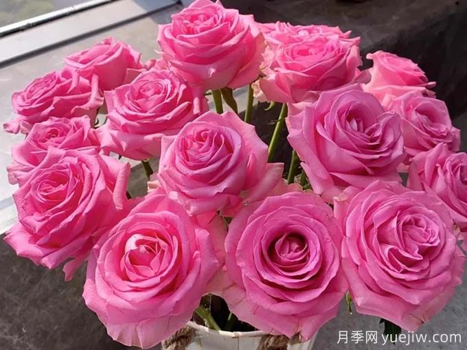 蘇醒玫瑰無(wú)與倫比的魅力，有何優(yōu)點(diǎn)？(圖1)