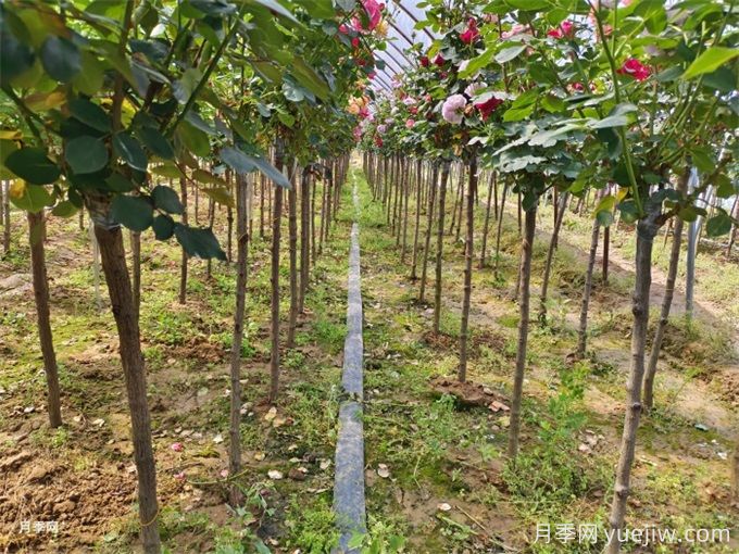 新移植樹(shù)木枯葉不落是什么原因？(圖1)