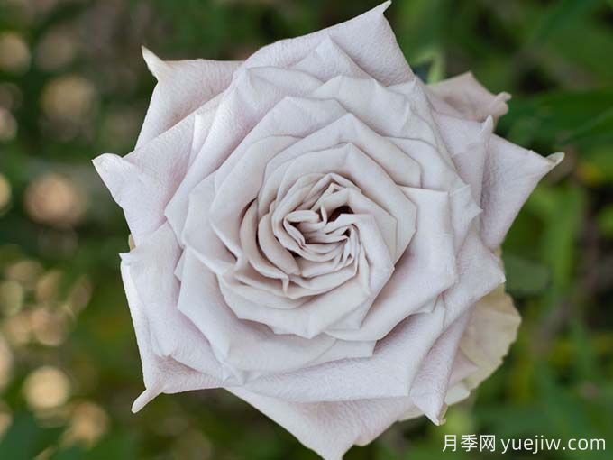 曼塔月季，神秘與優(yōu)雅并存玫瑰(圖1)