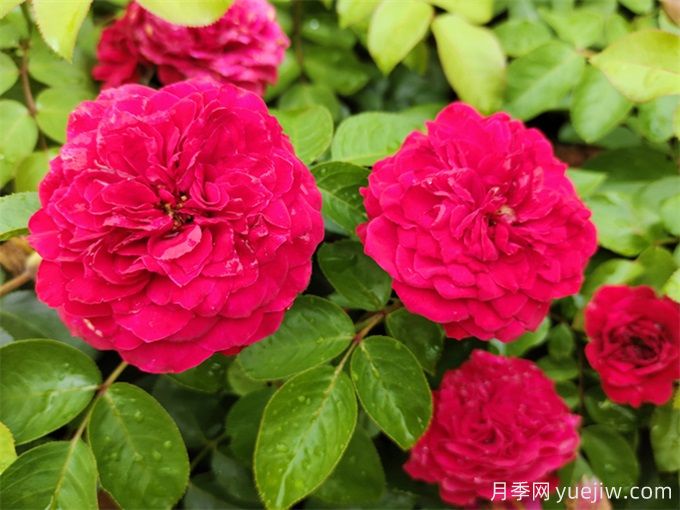 梧州適合養(yǎng)月季花嗎？市花和市樹是什么？(圖1)