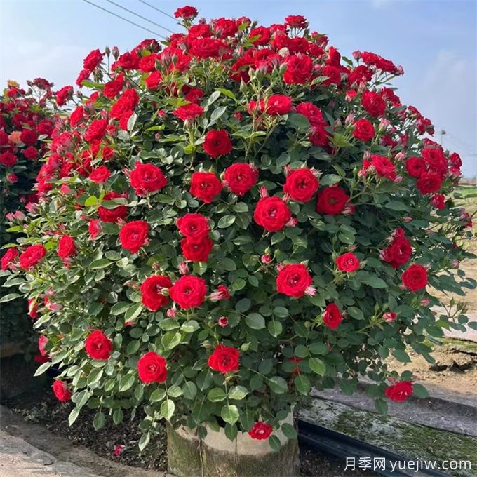 月季(玫瑰)的花季分類，造型月季花球花柱拱門展示(圖3)