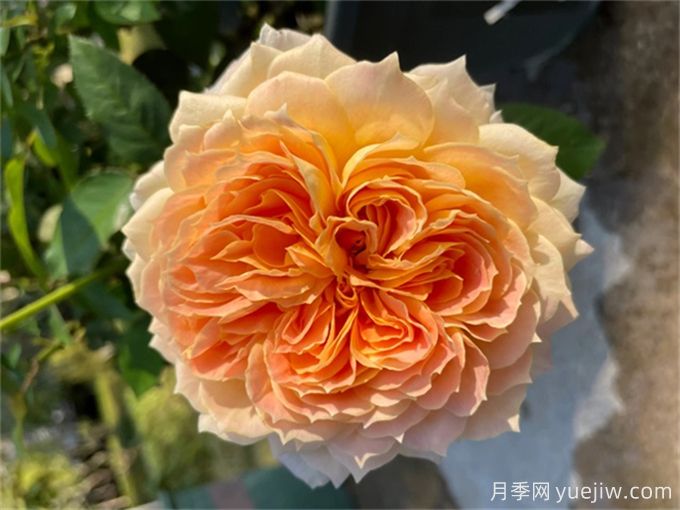 ?推薦9種耐熱月季，炎熱夏天也能開得很美(圖6)