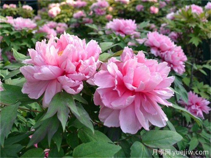 牡丹花品種介紹，牡丹前十名品種是什么？(圖1)