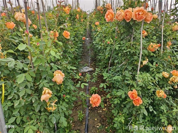 北方不同園林植物，秋季修剪時的修剪方法有什么不同？(圖2)