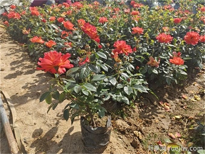北方不同園林植物，秋季修剪時的修剪方法有什么不同？(圖3)