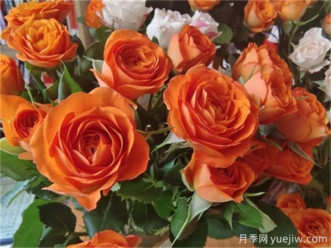 橙色芭比月季，超級絢麗的切花玫瑰(圖1)