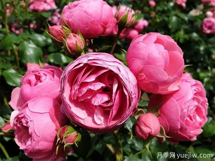 這6種月季開花不斷，抗病性也很不錯(圖1)